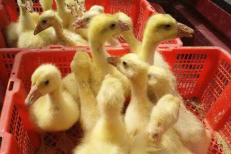 小鹅每日吃料量的计算方法_养鹅