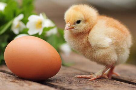 小鸡怎么养比较好?_养鸡