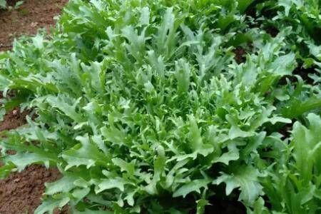 一亩菊苣能养多少只鸡_养鸡