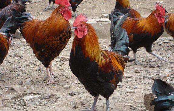 一亩菊苣能养多少只鸡_养鸡