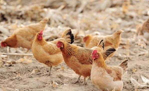 一亩菊苣能养多少只鸡_养鸡