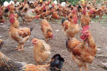 鸡用卡巴匹林钙怎么使用_养鸡