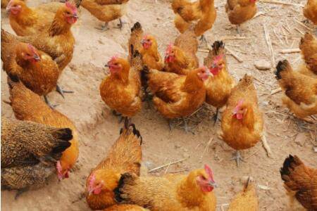 鸡用卡巴匹林钙怎么使用_养鸡