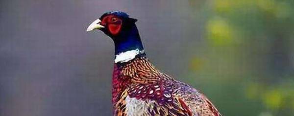 野鸡一般多少天出壳_养殖问答