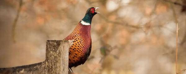 野鸡蛋孵化要多少天_养殖问答