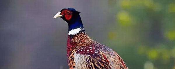 野鸡可以飞多高_养殖问答