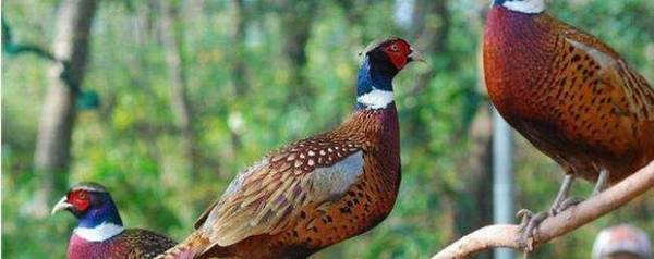 野鸡苗主要吃什么_养殖问答