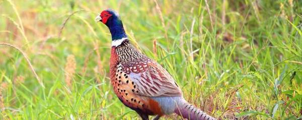 山鸡苗怎么喂食_养殖问答