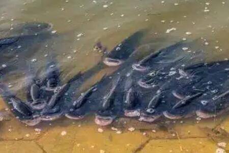 鱼浮头是什么原因,鱼浮头怎么处理_养鱼