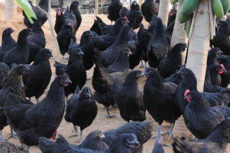 产蛋鸡的实用饲料配方_养鸡