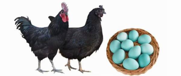 麻羽绿壳蛋鸡年产蛋量是多少_养殖问答