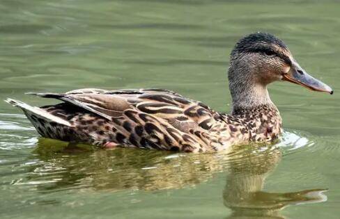 鸭子食量上不去怎么办?_养鸭