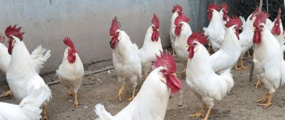 白羽鸡的生长周期,白羽鸡的出栏天数_养殖问答