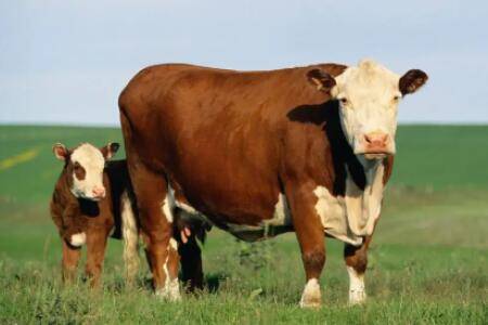 母牛打栏多长时间装牛_养牛