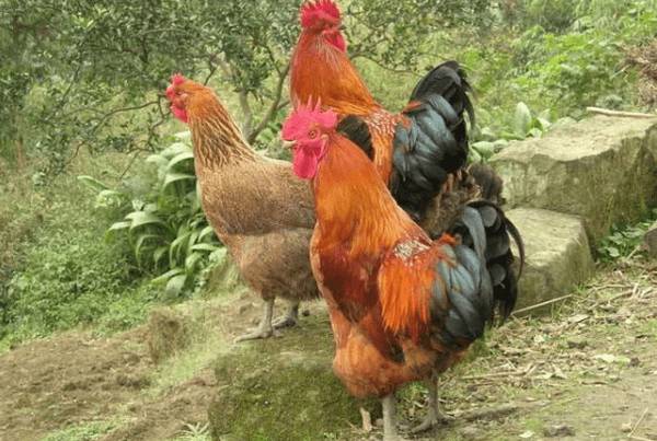 养鸡要办理什么证件_养鸡