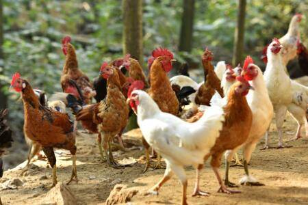 一万只土鸡需要几亩地_养鸡