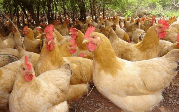一万只土鸡需要几亩地_养鸡