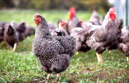 一万只土鸡需要几亩地_养鸡