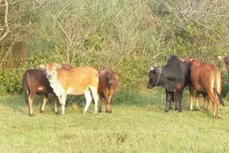 养牛全部喂青草行不行_养牛