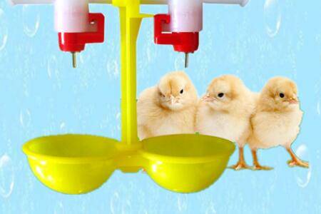 小鸡喝盐水能防啄毛吗_养鸡