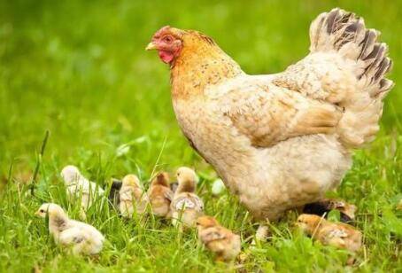 哪种母鸡容易抱窝_养鸡