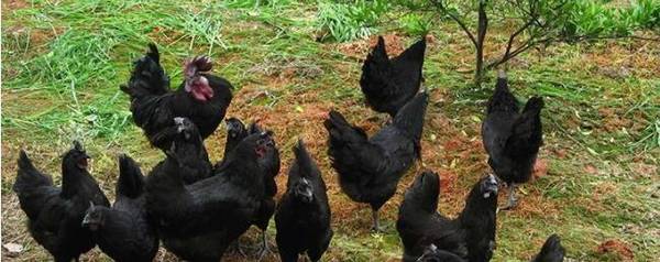 乌鸡爱抱窝吗?_养殖问答