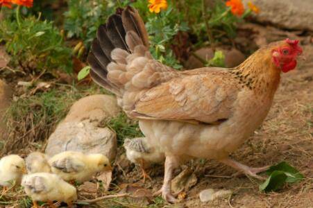 母鸡醒窝后多久生蛋_养鸡