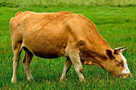 养牛全部喂青草行不行_养牛