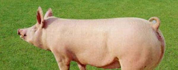 母猪下崽前有什么症状_养殖问答