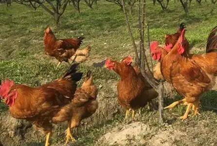 鸡光吃料不长肉什么原因_养鸡