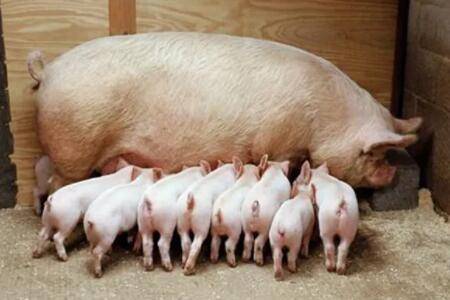 母猪下完崽没有奶水怎么办_养猪