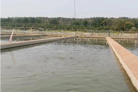 鱼塘水起泡泡怎么办_养鱼