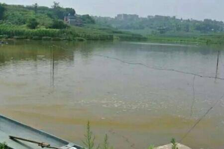 鱼塘倒藻怎么办_养鱼