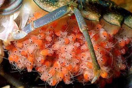 小龙虾抱籽后多长时间出小虾_养虾