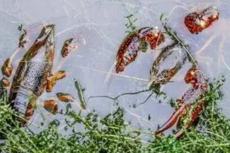 虾脱壳是什么原因,激素刺激是关键因素_养虾