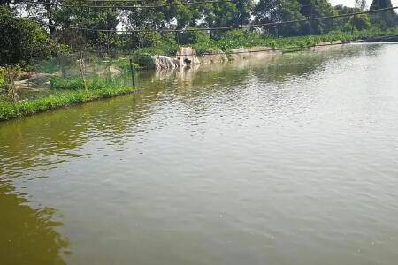 鱼塘水太肥怎么办_养鱼