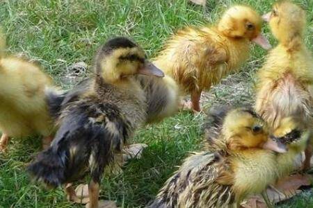 快速分辨小鸭子公母的方法_养鸭