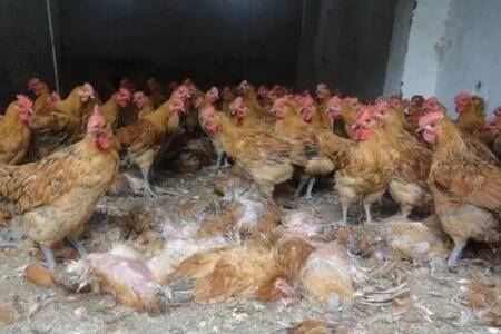 鸡新城疫的四种治疗方案_养鸡