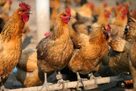 鸡新城疫的四种治疗方案_养鸡