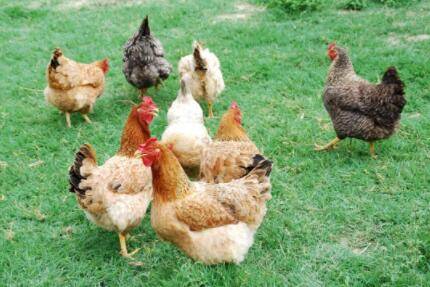 鸡新城疫的四种治疗方案_养鸡