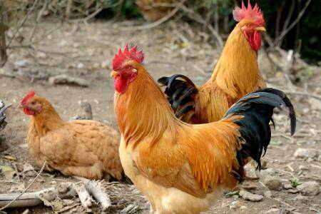 鸡胀嗉不消化怎么办_养鸡