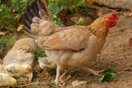 治疗鸡发瘟什么药最有效_养鸡