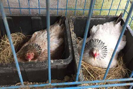 哪种母鸡容易抱窝_养鸡