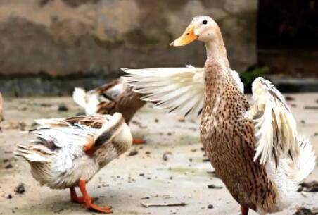鸭子一天喂几次食_养鸭