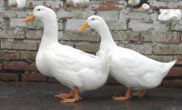 鸭和鹅有哪些区别_养鸭