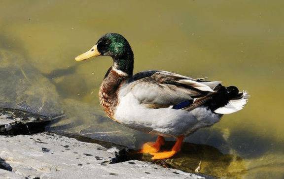 鸭和鹅有哪些区别_养鸭