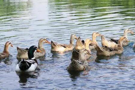 鸭子分公母的简单方法_养鸭