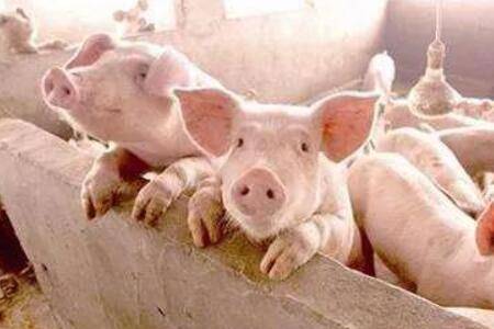 猪拉稀的原因是什么_养殖问答