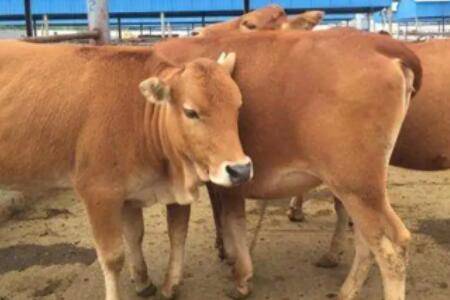 黄牛养殖成本与利润分析_养牛