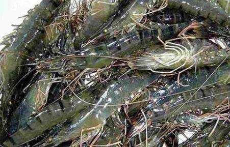 养虾对水质有什么要求_养虾